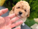 Dişi Erkek Safkan Toy Poodle Yavrularımız