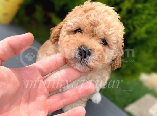 Dişi Erkek Safkan Toy Poodle Yavrularımız görsel
