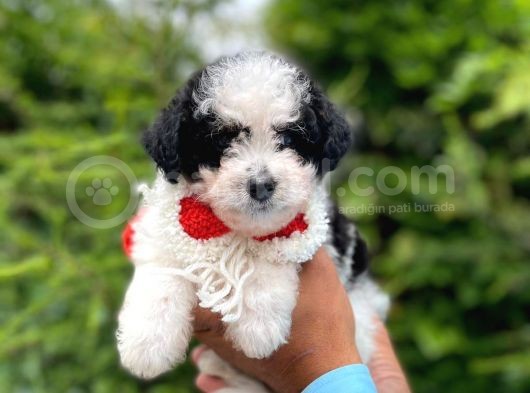 Erkek Maltipoo