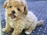 Safkan İrk ve Saglik Garantili Toy Poodle Yavrularimiz
