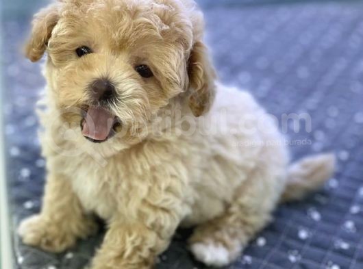 Safkan İrk Ve Saglik Garantili Toy Poodle Yavrularimiz