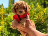 Anne Altından  Toy Poodle Orjinal