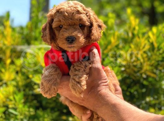 Anne Altından  Toy Poodle Orjinal