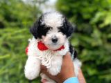 Erkek Maltipoo