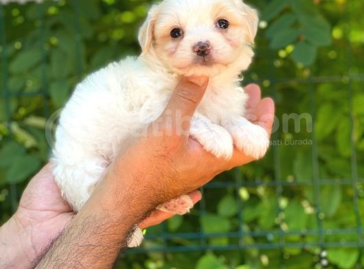 Yavru Malti̇poo görsel