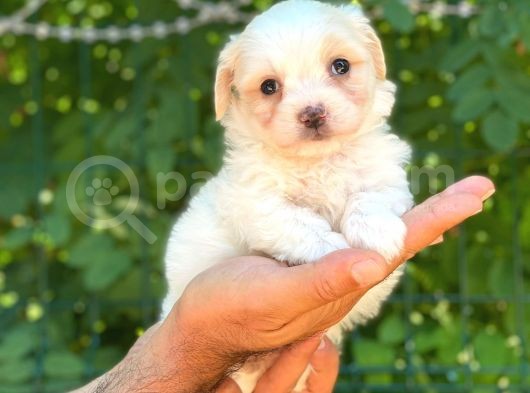 Yavru Malti̇poo görsel
