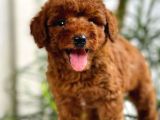 Safkan A Kalite Toy Poodle Yavrularimiz