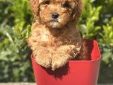 Irkının En İyisi Safkan Toy Poodle Yavrularimiz