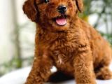 Safkan A Kalite Toy Poodle Yavrularimiz