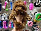 Teacup Poodle Yavrumuz