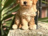 Irkının En İyisi Safkan Toy Poodle Yavrularımız