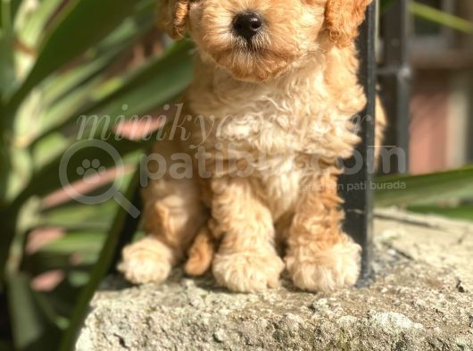 Irkının En İyisi Safkan Toy Poodle Yavrularımız