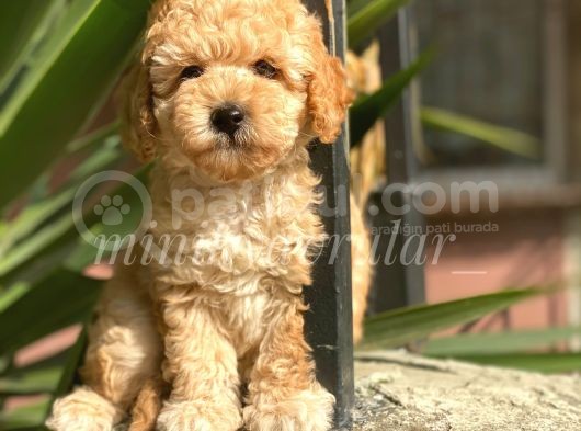 Irkının En İyisi Safkan Toy Poodle Yavrularımız görsel