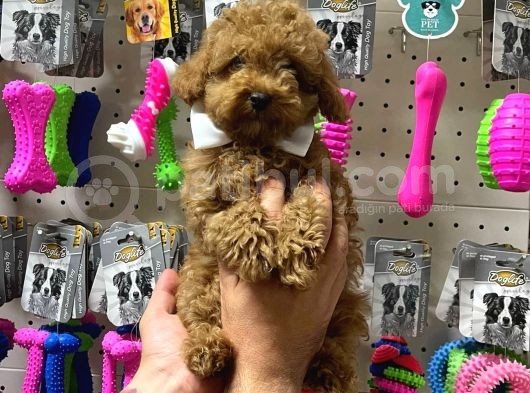 Veteriner Teknikerinden Sevimli Toy Poodle Yavrumuz görsel