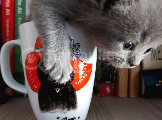 Anne Altında British Shorthair Ve Scottish Fold Yavrular görsel