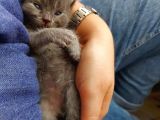 Anne Altında Scottish Fold Yavrular
