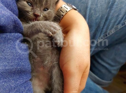 Anne Altında Scottish Fold Yavrular görsel