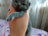 Anne Altında Scottish Fold Yavrular