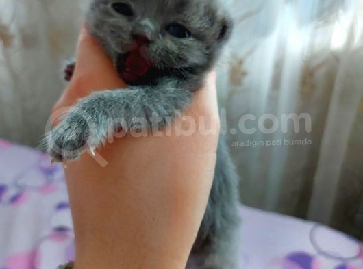 Anne Altında Scottish Fold Yavrular görsel