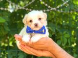 Yavru Malti̇poo
