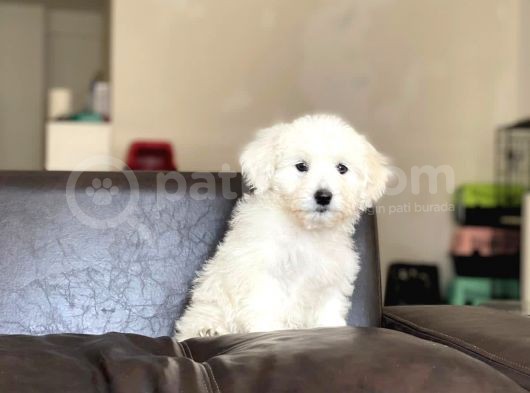 Dişi Maltese Terrier görsel