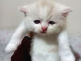 Ev Ortamında Dünyaya Gelen Scottish Fold Ve Scottish Straight Yavrularımız