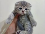 Ev Ortamında Dünyaya Gelen Scottish Fold Ve Scottish Straight Yavrularımız