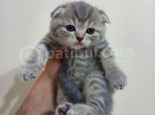 Ev Ortamında Dünyaya Gelen Scottish Fold Ve Scottish Straight Yavrularımız görsel