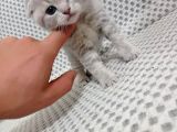 Ev Ortamında Dünyaya Gelen Scottish Fold Ve Scottish Straight Yavrularımız