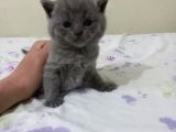 Ev Ortamında Dünyaya Gelen Scottish Fold Ve Scottish Straight Yavrularımız