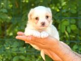 Yavru Malti̇poo