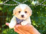 Yavru Malti̇poo