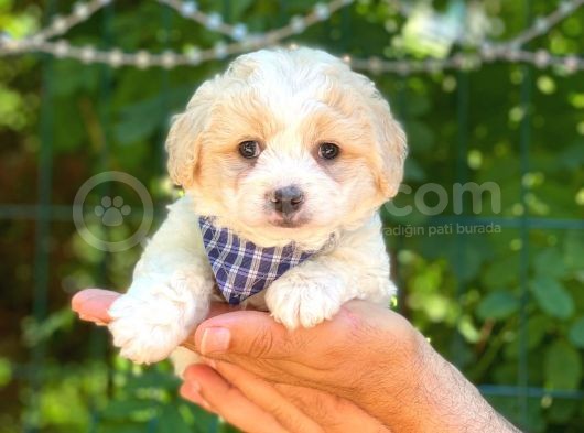 Yavru Malti̇poo