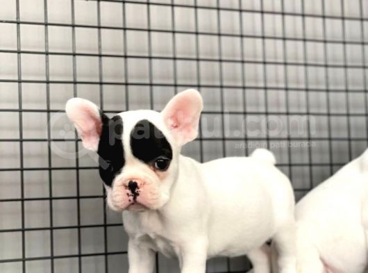 French Bulldog Kizlarimiz görsel