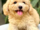 Safkan A Kalite Toy Poodle Yavrularımız Irk Garantili