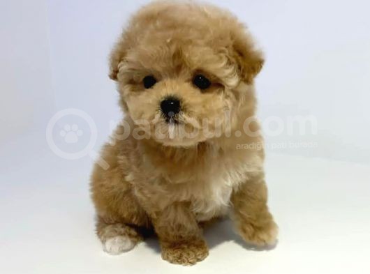 Irkının En İyisi Safkan Toy Poodle Yavrularımız