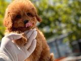 Red Toy Poodle Yavrular