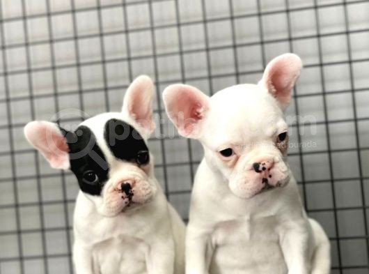 French Bulldog Kizlarimiz görsel