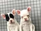 French Bulldog Kizlarimiz