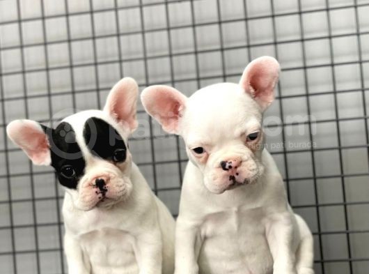 French Bulldog Kizlarimiz görsel