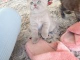Safkan British Shorthair Disi Ve Erkek Yavrularımız