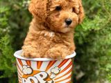 Irkının En İyisi Safkan Toy Poodle Yavrularımız