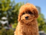 Red Toy Poodle Yavrular