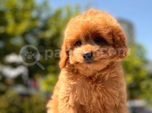 Red Toy Poodle Yavrular