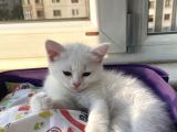 Di̇şi̇ British Shorthair Yavru