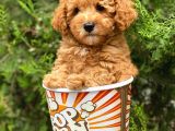 Irkının En İyisi Safkan Toy Poodle Yavrularımız