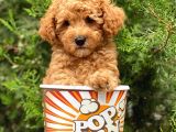 Irkının En İyisi Safkan Toy Poodle Yavrularımız
