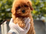 Red Toy Poodle Yavrular