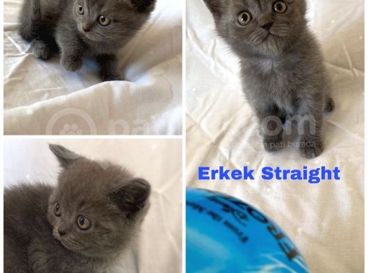 Sağlıklı Scottish Straight Kedilerim Yeni Yuvasını Arıyor görsel