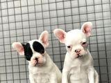 French Bulldog Kizlarimiz